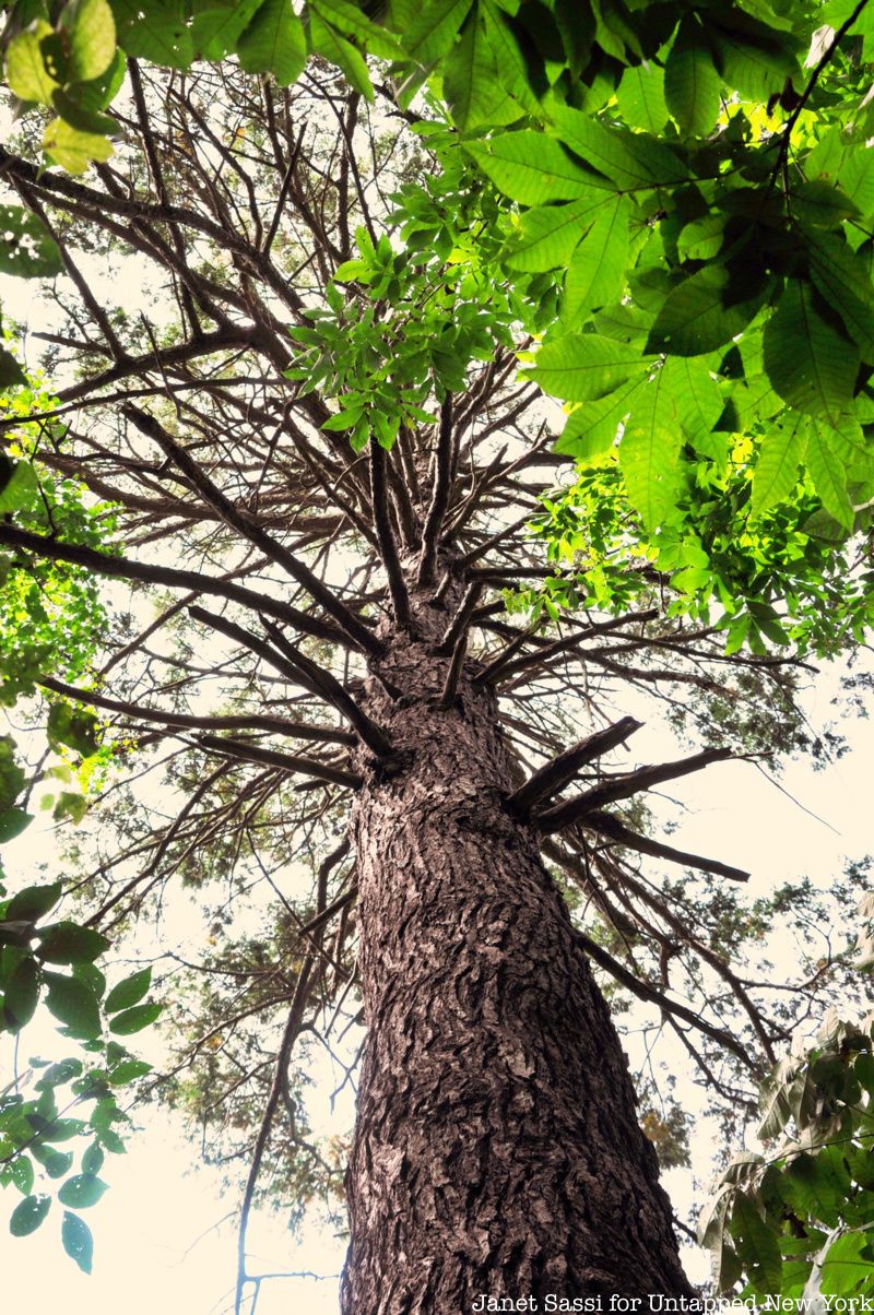 Eastern Hemlock tree at Inwood Hill Park