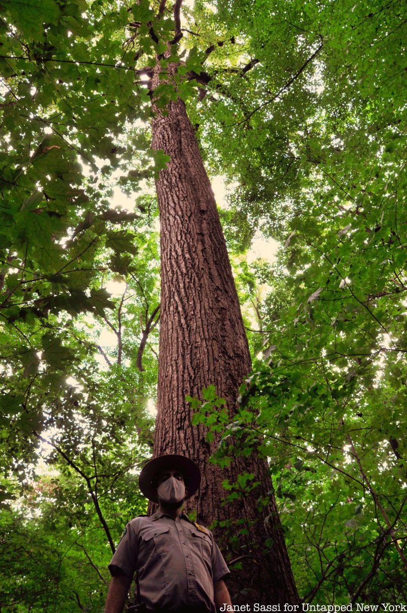 tulip tree in Inwood Hill Park