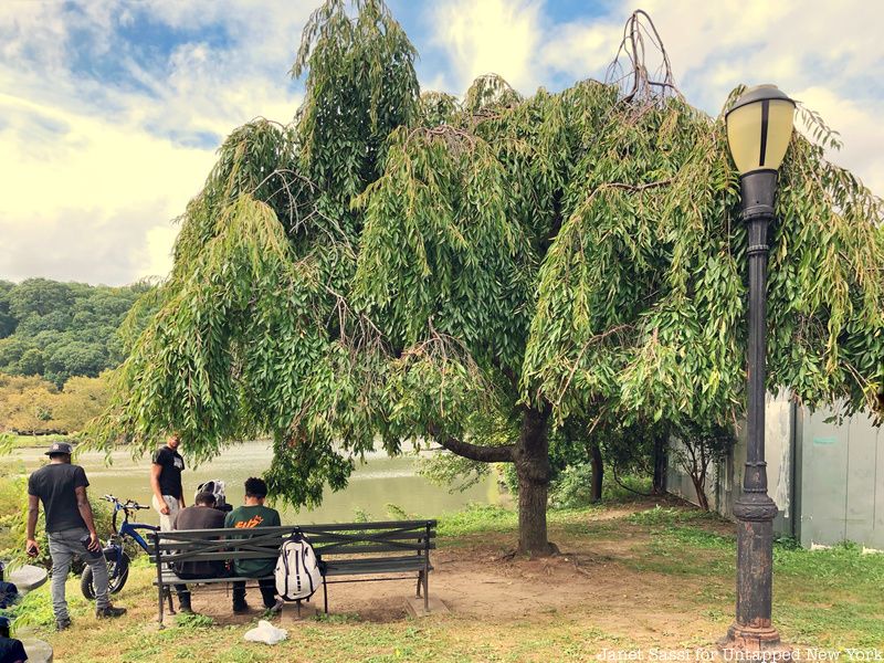 Cherry tree at Inwood Hill Park