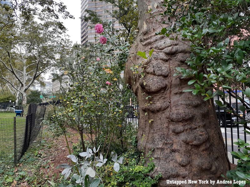 roses at St. Vartan Park