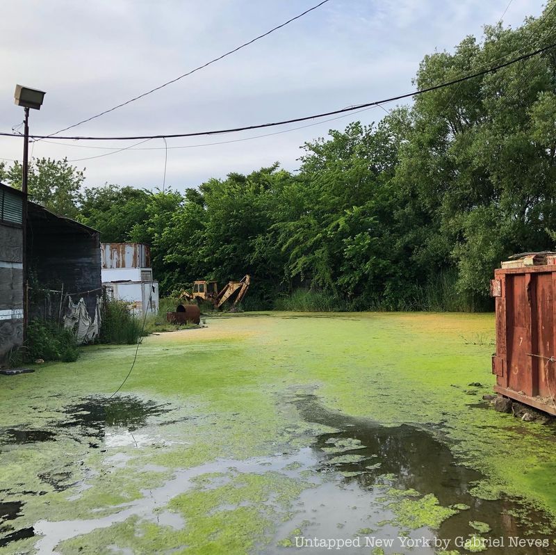 pond covered with algae on the north side of the Hole