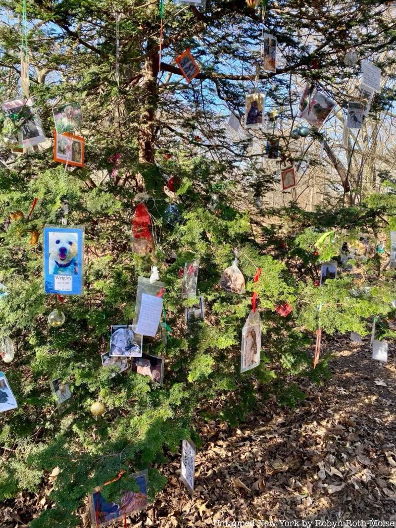 Secret pet memorial tree in Central Park