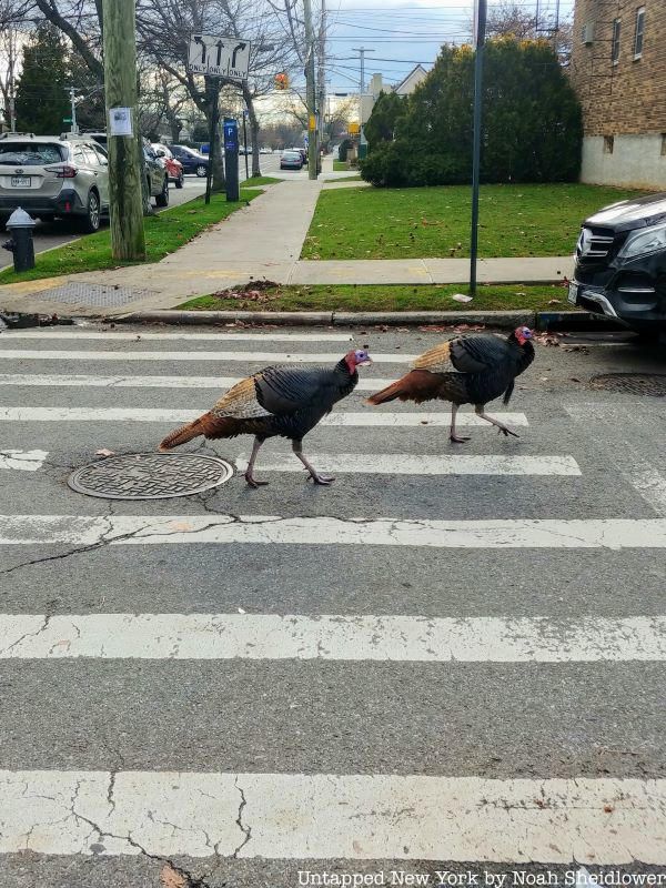 Wild turkeys