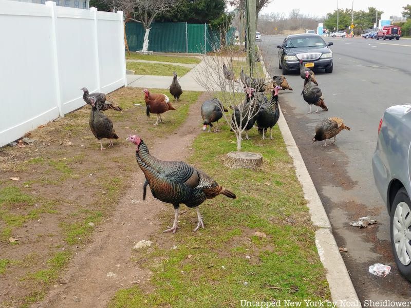 Wild turkeys Staten Island