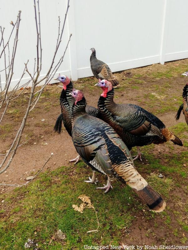 Wild turkeys Staten Island