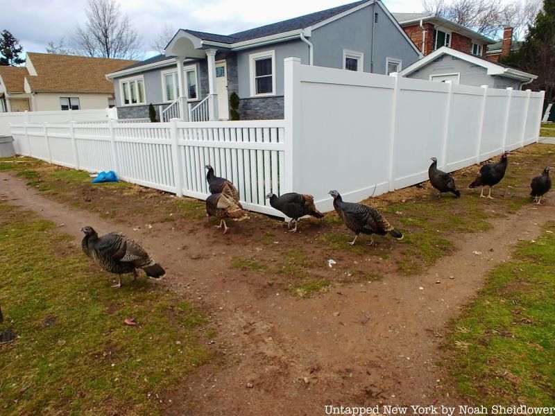 Wild turkeys Staten Island