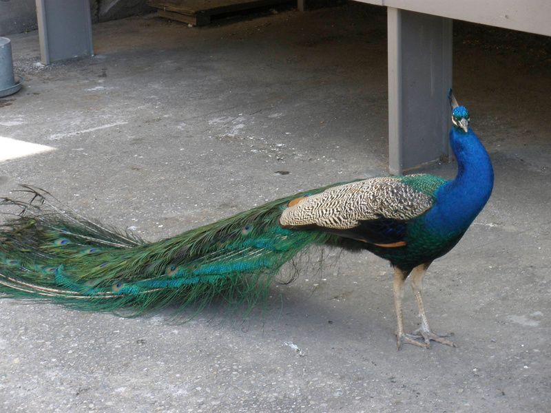 Peacocks of Sr. John the Divine