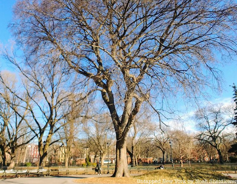 Hare Krishna Tree