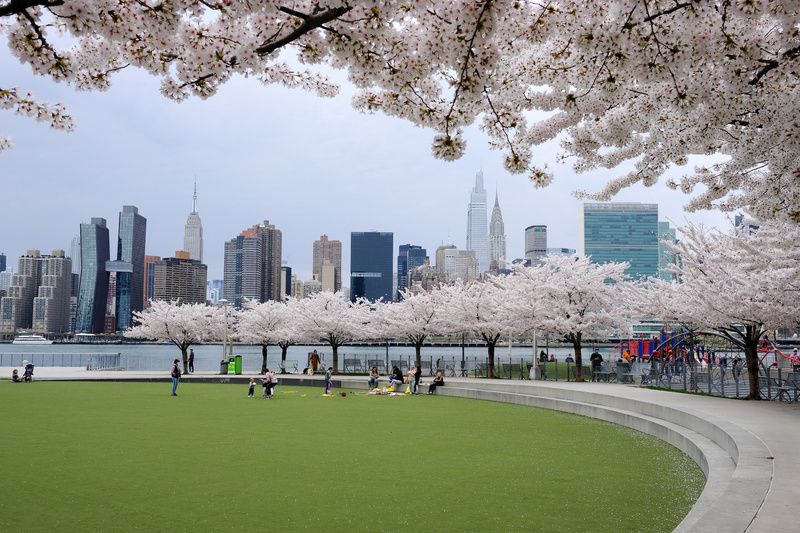 Cherry Blossom trees Hunter's Point South Park