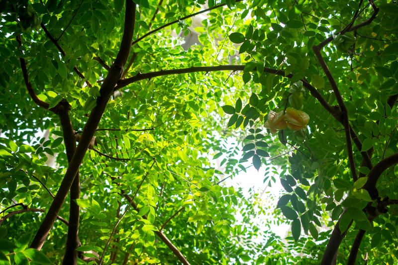 Little Caribbean Trees exhibit