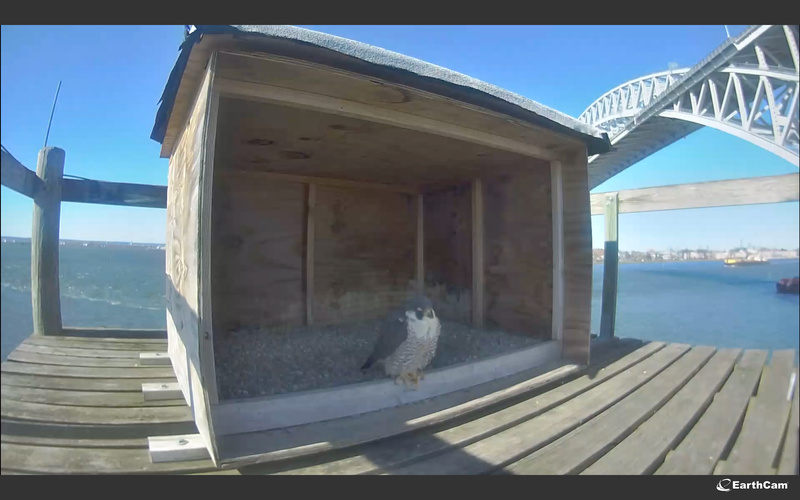 Peregrine Earthcam