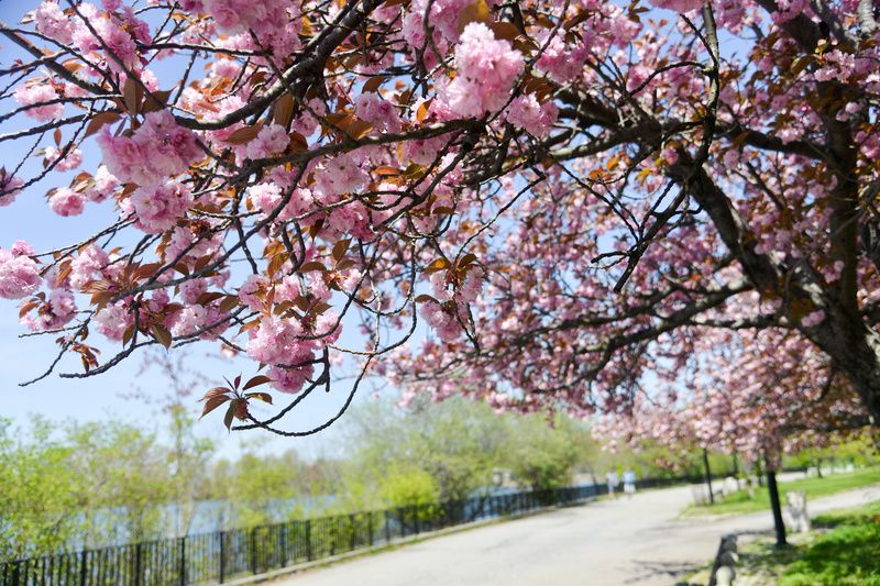 Silver Lake Cherry Blossom Trees