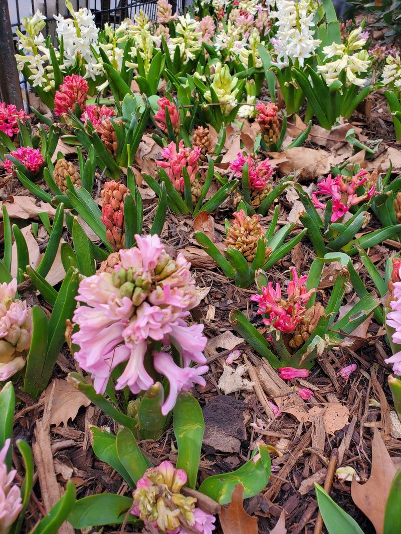 Flowers at Madison Square Park