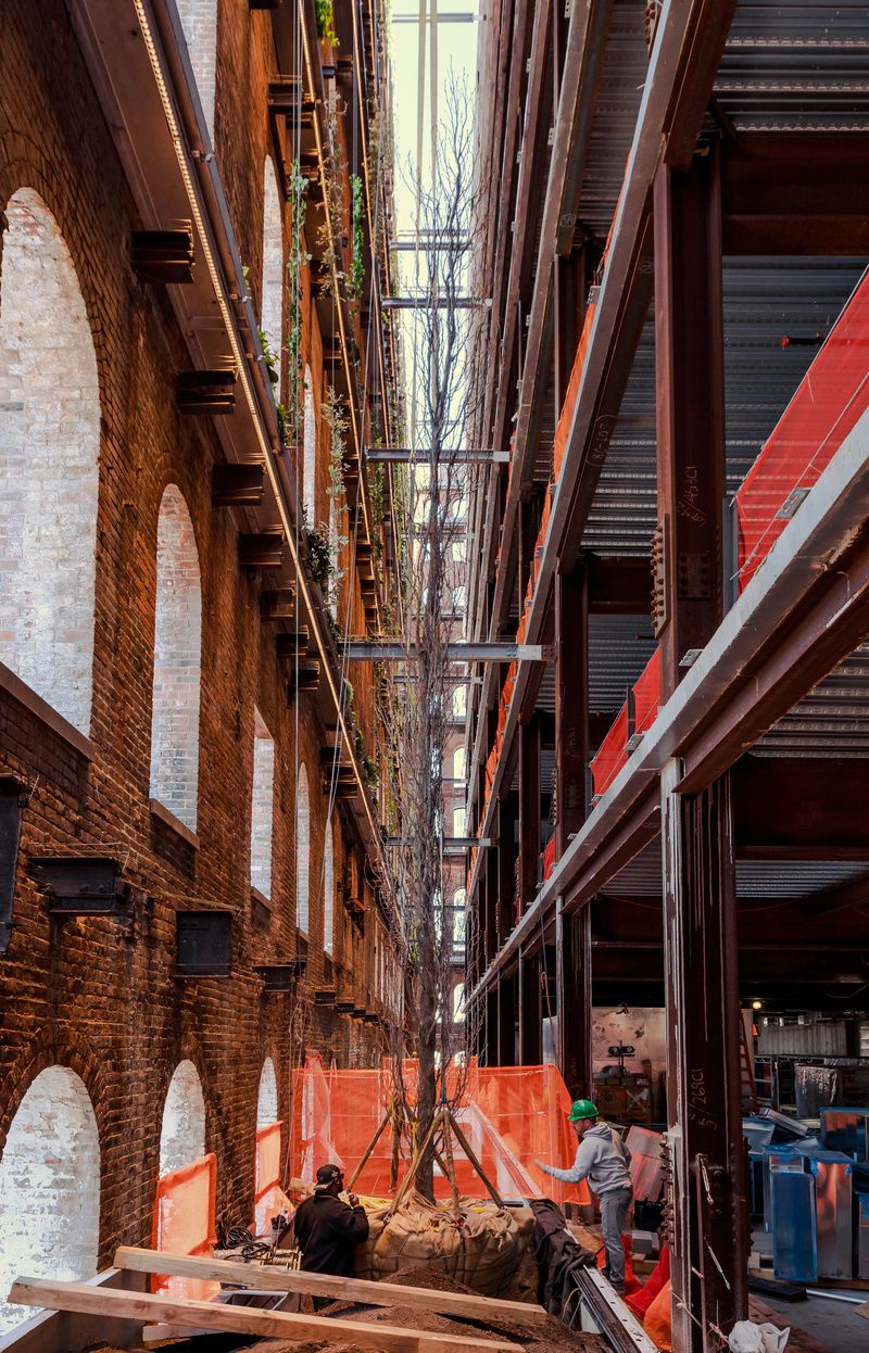 Trees inside the Domino Sugar Factory garden