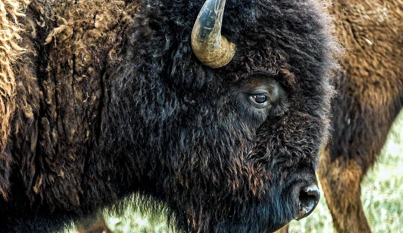 Close up of a bison face