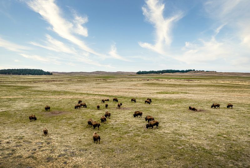 Bison on the plains