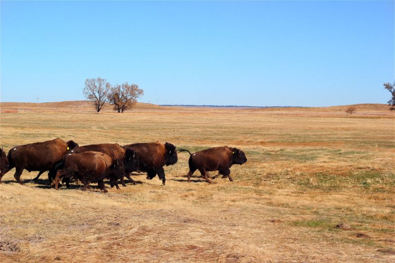 Bison on the plains