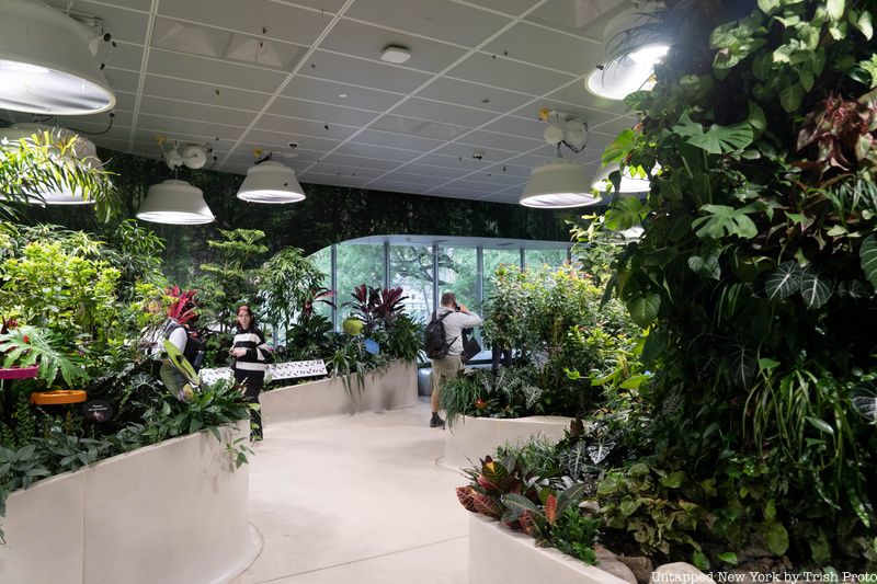 Butterfly Vivarium at the American Museum of Natural History