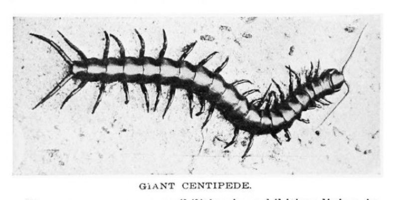 Giant centipede