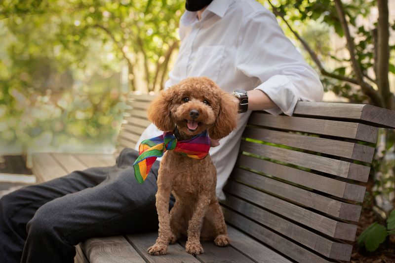 Small (adorable) dog celebrating pride!