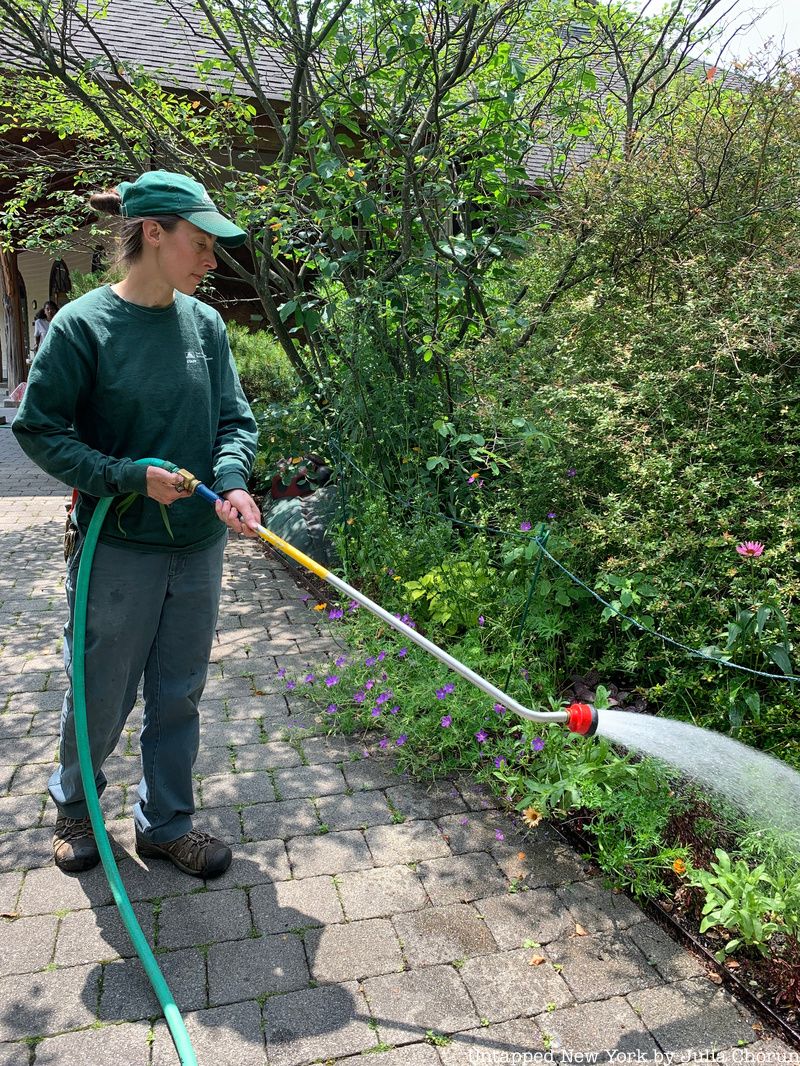 New York gardener Katie Bronson