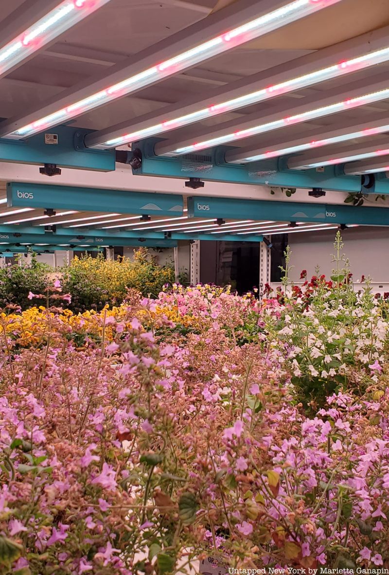 Pink flowers growing at an Hydroponic indoor farm