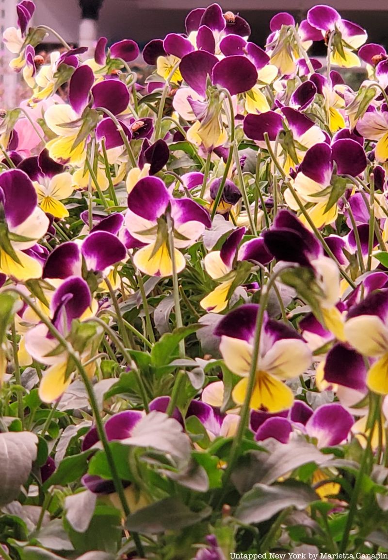 Close up of purple and yellow flowers