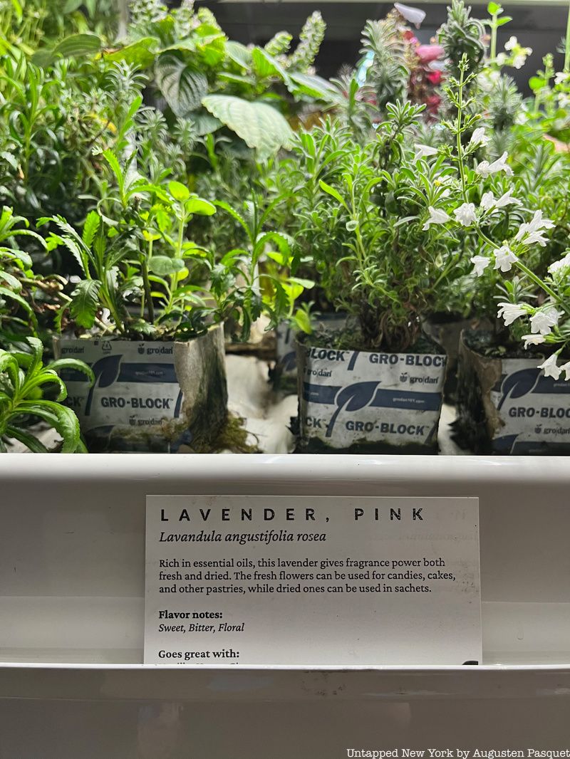 close up of plants at a Hydroponic indoor farm