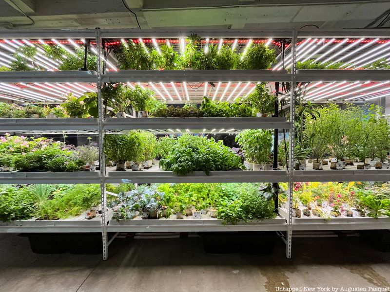 Hydroponic indoor farm