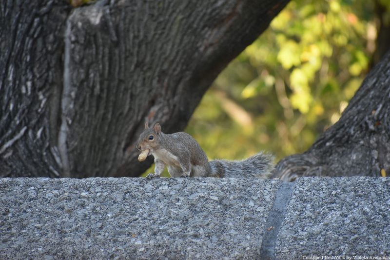 Squirrel with a peanut in its mouth