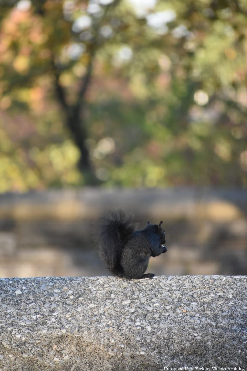 Black Squirrel