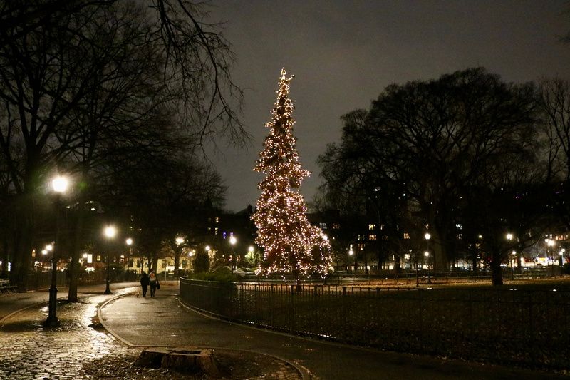 Tompkins Square Park Tree