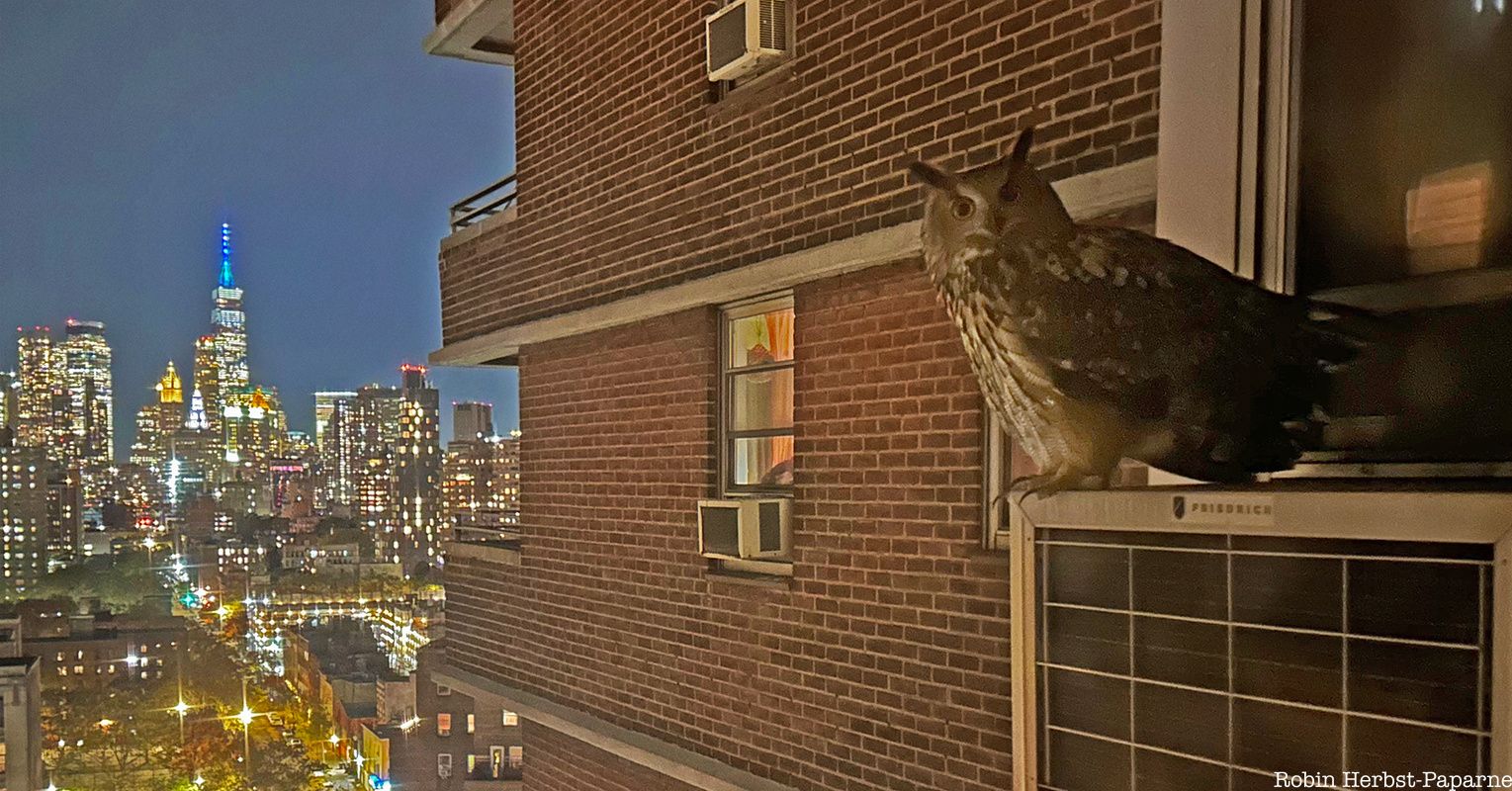 Flaco the owl stands on an air conditioning unit with the NYC skyline in the background