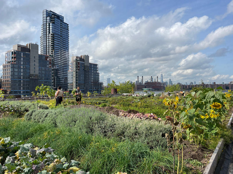 Eagle Street Rooftop Farm in Brooklyn, NY