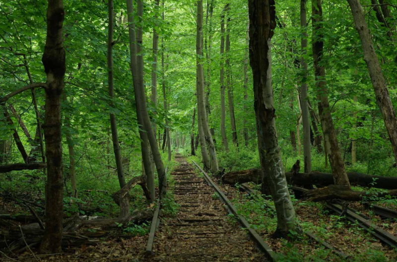 Future site of the QueensWay, abandoned train tracks through trees