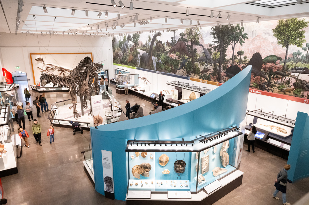 Visitors enjoy Burke Hall featuring its famed Brontosaurus, the first ever discovered, on opening day of the expanded and enhanced Yale Peabody Museum, Tuesday, March 26, 2024, in New Haven, CT, after a comprehensive four-year renovation. Specimens from the Peabodyís world-renowned collection of dinosaurs and prehistoric mammals have been restored, reconstructed and reposed applying the very latest science. 