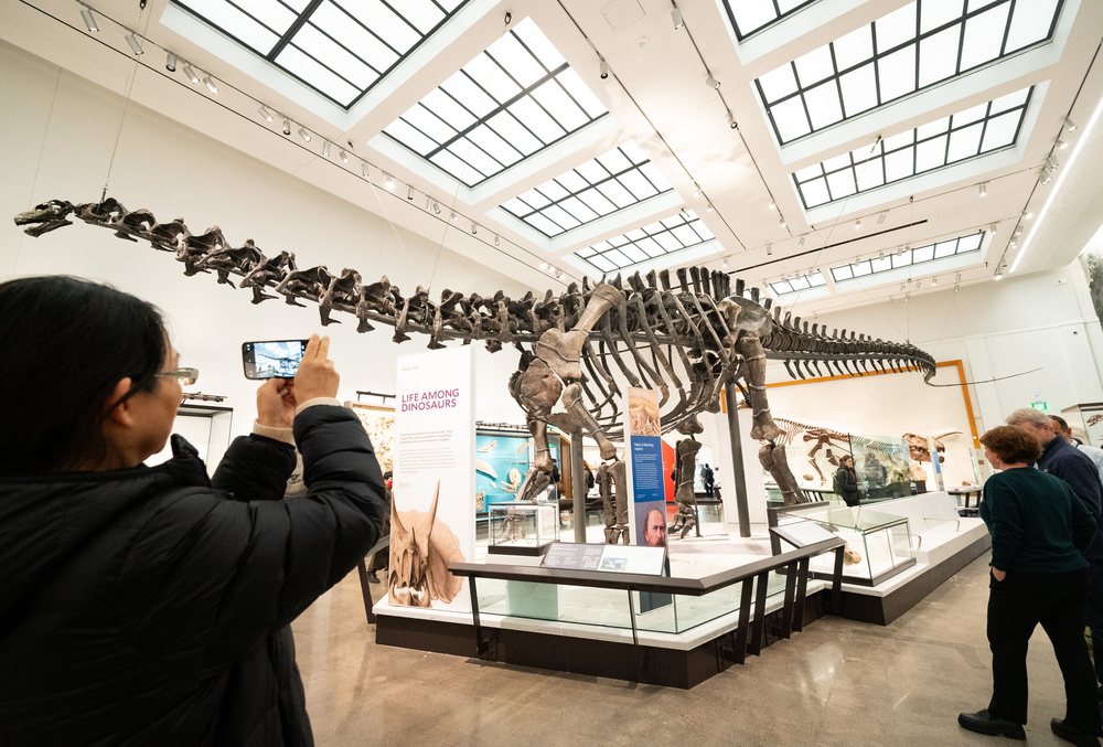 A visitor enjoys the famed Brontosaurus in Burke Hall on opening day of the expanded and enhanced Yale Peabody Museum, Tuesday, March 26, 2024, in New Haven, CT, after a comprehensive four-year renovation. Specimens from the Peabodyís world-renowned collection of dinosaurs and prehistoric mammals have been restored, reconstructed and reposed applying the very latest science. (Diane Bondareff/AP Images for the Yale Peabody Museum)