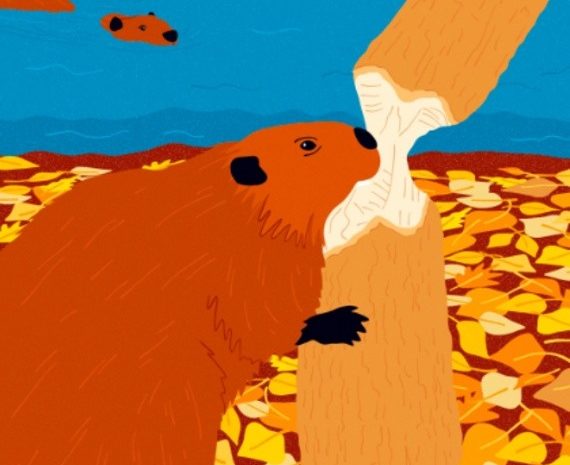 wild-city-beavers-untapped-new-york0 (1)