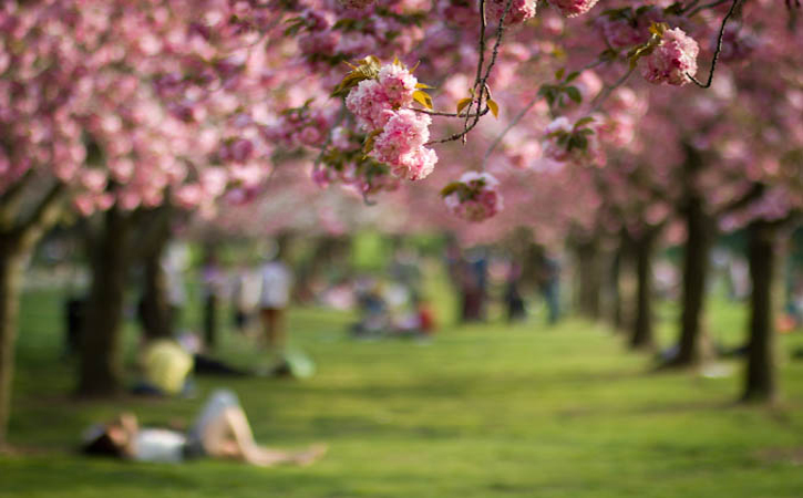 cherry_blossoms_featured