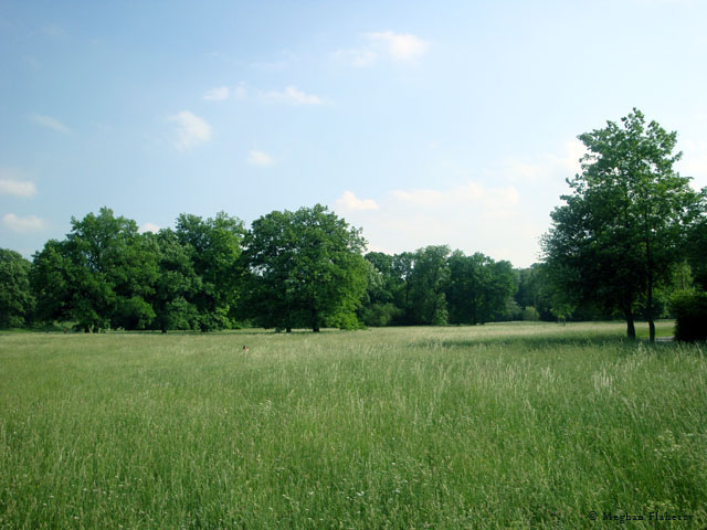 Meadow in the Park an der Ilm in Weimar