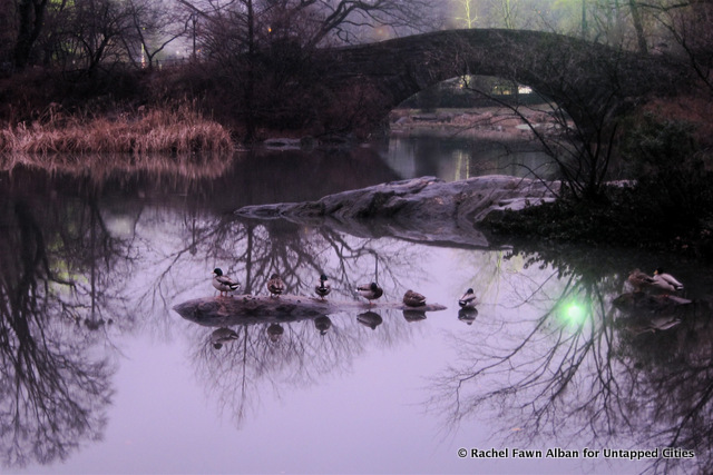 Ducks near Gapstow Bridge one early, foggy morning. 