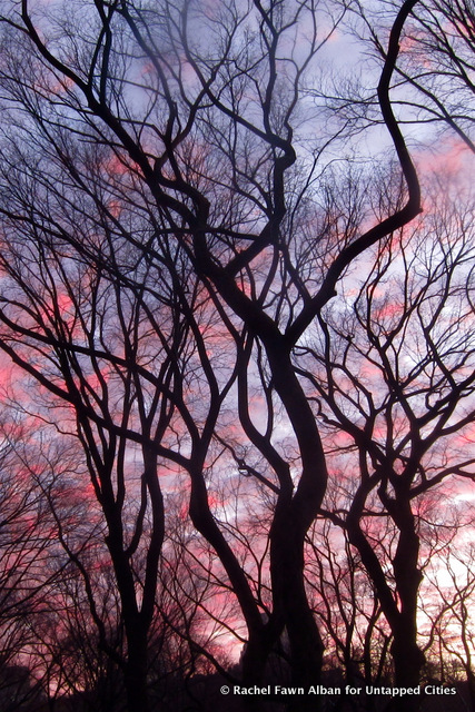 American Elm trees on the morning of a particularly colorful sunrise.