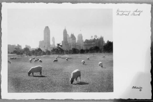 Sheep in Central Park 1930 From Herbert Mitchell Collection Metropolitan Museum of Art