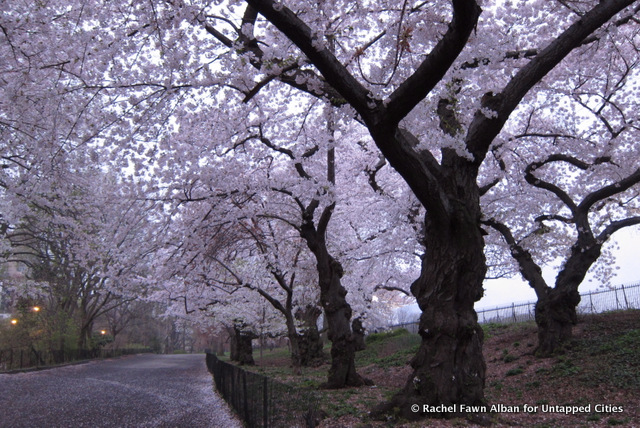 Yoshino Cherry Trees, photo by Rachel Fawn Alban