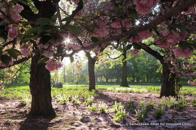 Kwanzan Cherry Blossoms, photo by Rachel Fawn Alban