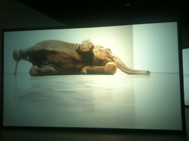 Douglas Gordon Play Dead Real Time elephant MoMA Untapped Cities