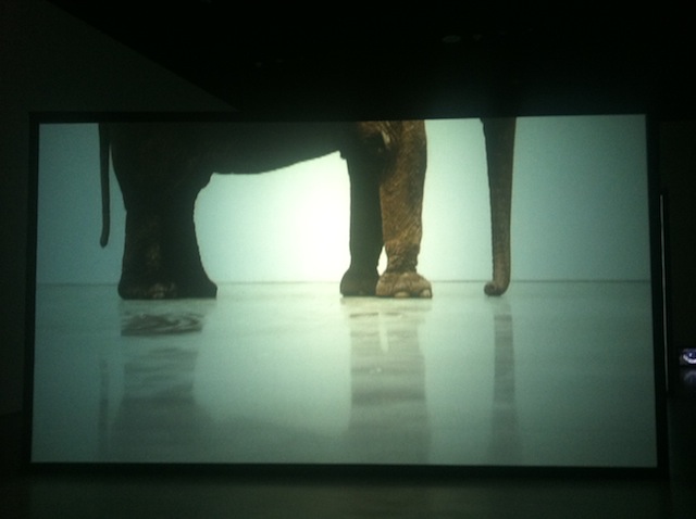 Douglas Gordon elephant Play Dead Real Time MoMA Untapped Cities