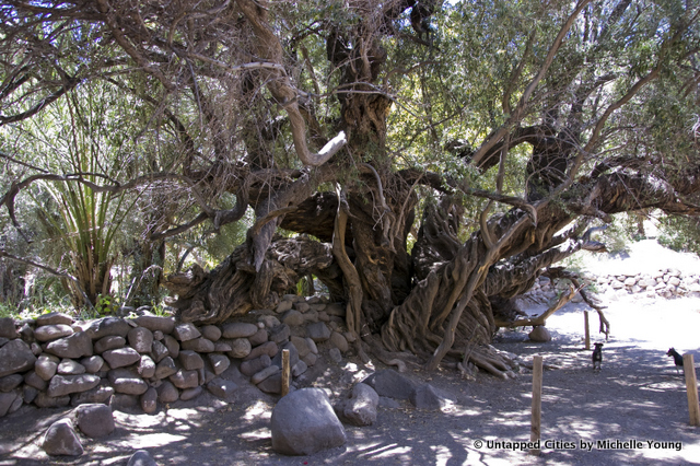 San Javier Mission-Olive Gardens-Tree-Spanish Catholic-Mexico-Baja California