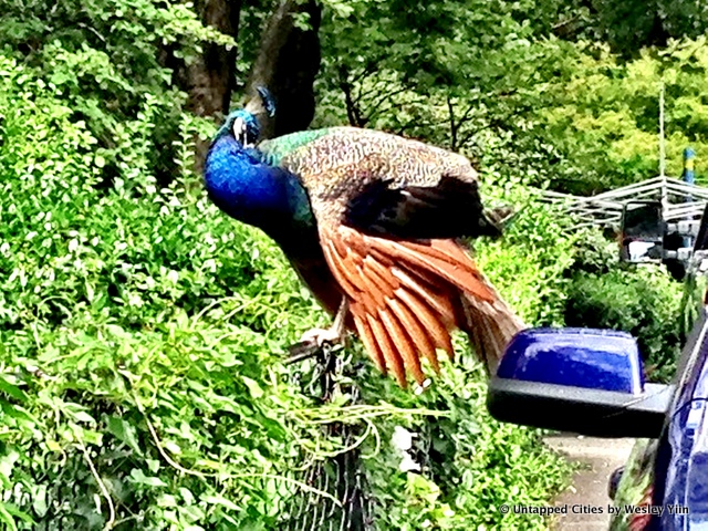 2-peacocks-daily what-morningside heights-nyc-untapped cities-wesley yiin