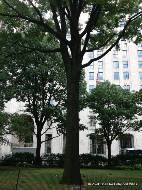trees-roots-history-manhattan-NYC-Untapped-Cities-009